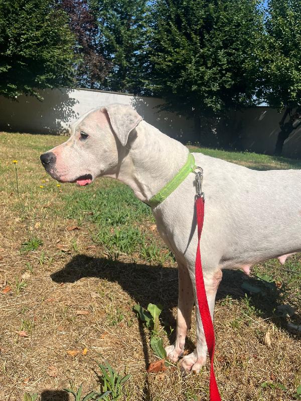 Lola Dogo Argentino Adozione Del Cuore